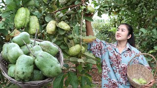 Raining season, Pick seedless guava and cooking / Cooking with Sreypov