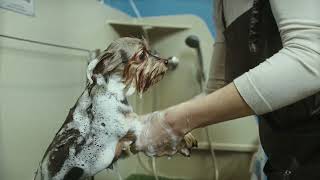 Dog Service Social Media Video Ad | dog grooming promo service