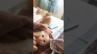 Love for Cats by Prophet Mohamed PBUH #viral #viralshort #newvideo #catmom #kitten