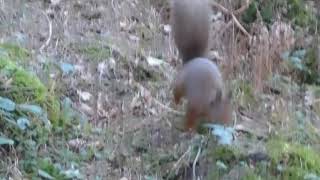 Reading with a red squirrel