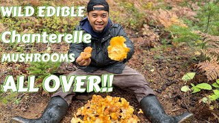 Wild Edible Chanterelle Mushrooms all Over the Forest - Golden Chanterelles Picking & Foraging