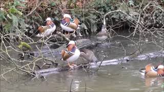 Mandarin Ducks Stover Park Jan 2022