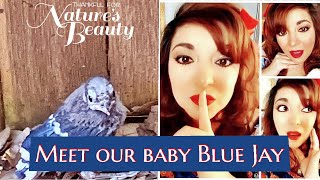 MEET OUR BABY BLUE JAY! | DESIGNSBYBELLANICOLE