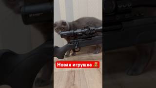 Дымок изучает АTA ARMS TURQUA   #hunting#охота #охотаскарабином #карабин #охотник