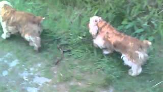 Paddy and Sandy on the Royal Canal 2010