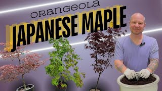 Potting a Orangeola Japanese Maple!