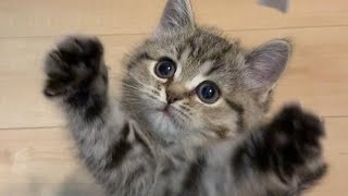 😂 Funniest Cats and Dogs Videos 😺🐶 || 🥰😹 Hilarious Animal Compilation №523