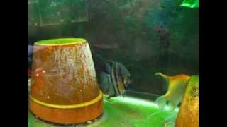 Angelfish breeding pair with eggs