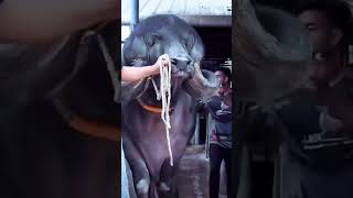 Bufallo 💥 Amazing Big 🐂 Bull 🤩 #youtubeshorts #shortvideo #viral #trending