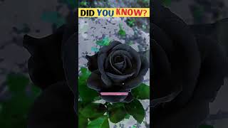 The Black Rose of Halfeti: The Rarest Flower in the World | facts #shorts