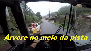 Arvore no meio da pista