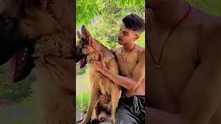 German shepherd male........ #music #beats #germanshepherd