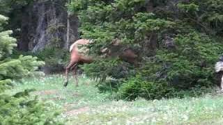 bull elk in the woods