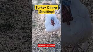 Turkey Dinner Strutting! #turkeyfarm #turkey #turkeychicken #farm #chicken #farming #food #foodfarm