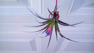 Tillandsia stricta black tips in bloom | Air Plant