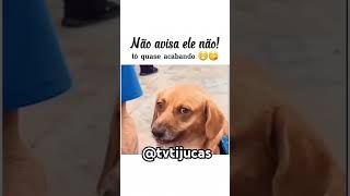 #divertido #engracado #engracadodemais #humor #petsengracados #memes #pets #fypviral #viralvideo