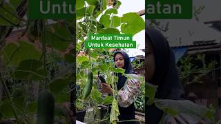 Manfaat timun untuk kesehatan