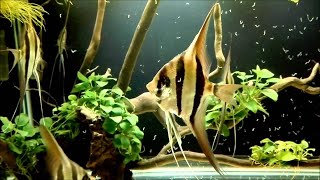 13 Jenis Ikan Hias Air Tawar Aquarium Dari Sungai Amazon