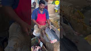 KASIMEDU SPEED SELVAM KOLA FISH CUTTING VIDEO / cutting focus #kasimeduselvam #bigfish