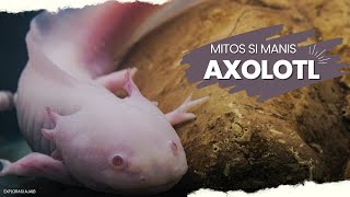 7 Mitos dan Fakta Menarik tentang Salamander: Dunia Ajaib Makhluk Bersisik! | Explorasi Ajaib