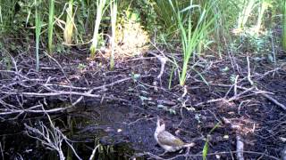 Green Woodpecker