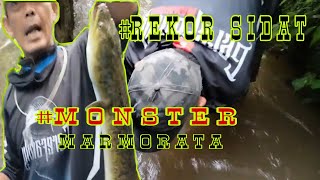 Mancing sidat || Tenaga sidat monster marmorata bikin panik melihat nya