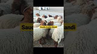 Saudia Arabia Mandi #shorts #youtubeshorts #short #trending