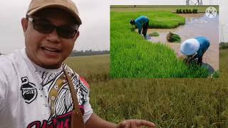 Dah Tiba Musim Tuai Padi di Kg Tedong Pantai Merlimau Melaka - Tuai Padi Antara Masak