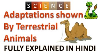 Adaptation shown by Terrestrial Animals | Camel, Polar bear, Snake | Class 4 | Adaptation in animals