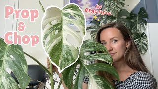 Cutting my largest Variegated Monstera Albo | House Plant Chop and Prop