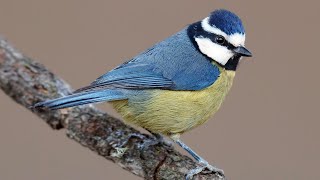 Amazing Blue Tit bird images