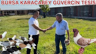 BURSA KARACABEY DE YEPYENİ GÜVERCİN TESİSİ