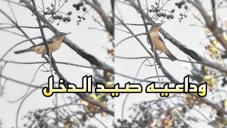 صيدنا واكتفينا هالسنه ..| وختمنا صيدنا بالحمد والشكر لله 💔