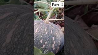 part -2 natural with real life /harvesting in pumpkin ... 😍#shorts