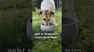 Entdeckt den Unterschied mit Denk Keramik! 🐶🥣 | Seht, wie dieser Hund seinen alten Napf ignoriert!