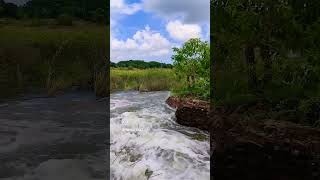 #river #villagelife #village #kelambakkam #monsoondiaries #monsoonvibes #nature #rain