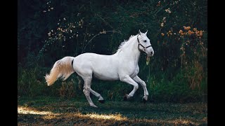 Beautiful Horses and Nature | Video Compilation