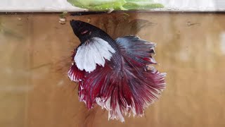 My Dumbo Ears Rosetail Betta Fish l Kitty Kaths