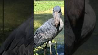 The most dangerous bird in the world 🤯🤯 || #shorts #viral #short