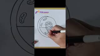 How to Draw a Animal Cell Easy in Less Than One Minutes