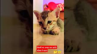 kitten video 😍 #kitty #catlover #shorts #cat