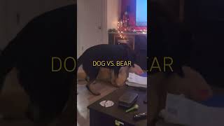 DOG ATTACKS BEAR.  REGRETS IT!