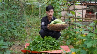 Harvest Malabar spinach and Cucumbers to sell at the market | Triệu Văn Tính