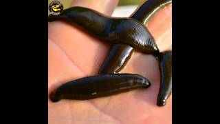 जोंक खून कैसे चूसती है? How does a leech suck blood? #shorts #youtubeshorts #ytshorts #shorts #fact