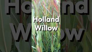 Holland Willow