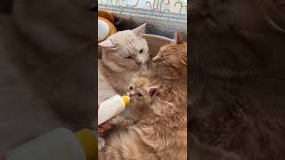 Песня кота, который сидит без тебя дома #котики #кошкивидео #cat #котвидео