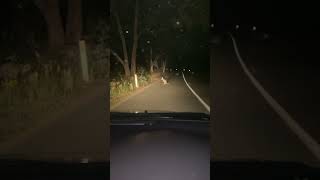 Wildlife # cute baby kangaroo # nearly hit by a car #shorts