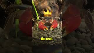 Will my Crab eat a Worm?