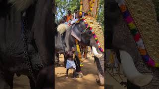 #elephant #aanakeralam #thrissurpooram #thechikottukavuramachandran #pambadyrajan #aana