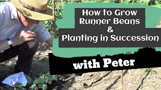 How to Grow Runner Beans & Planting in Succession | Peter Seabrook